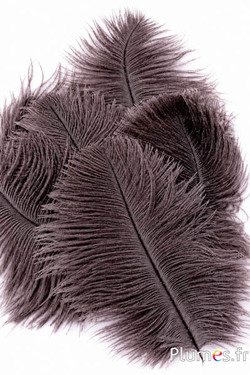 Struisvogel - 13-18 cm - natuurlijk